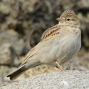 Greater Short-toed Lark